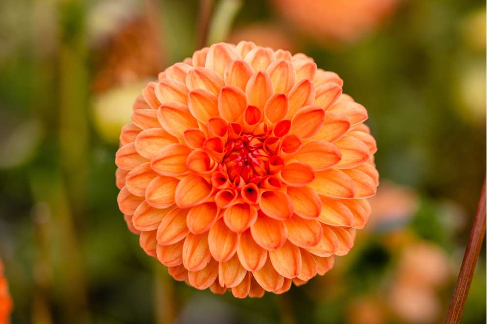 Dahlia 'Souvenir d’Ete'